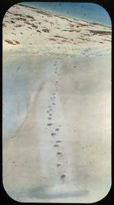 Image: Polar Bear Tracks